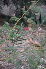 Grevillea caleyi