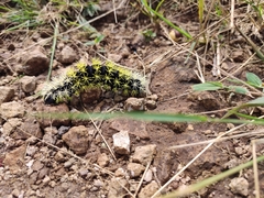 Leucanella saturata