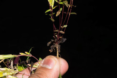 Gentianella canosoi