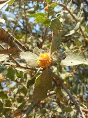 Burnettweldia corallina