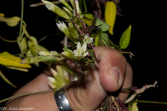 Gentianella canosoi