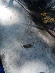 Polybia occidentalis