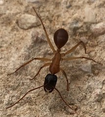 Camponotus nigriceps