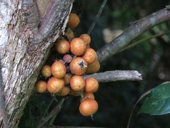 Dysoxylum parasiticum
