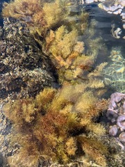 Sargassum obtusifolium