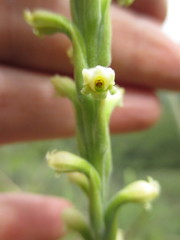 Stenoptera peruviana