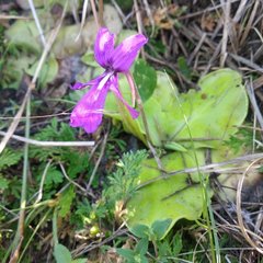 Pinguicula moranensis
