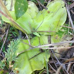 Pinguicula moranensis