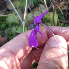 Pinguicula moranensis