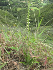 Stenoptera peruviana
