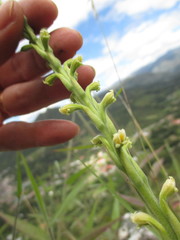 Stenoptera peruviana