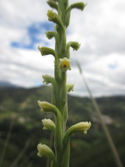 Stenoptera peruviana