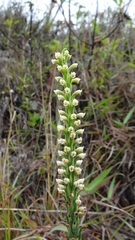 Stenoptera peruviana