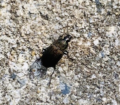 Chlaenius tomentosus