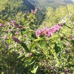 Salvia lasiantha