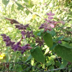 Salvia lasiantha
