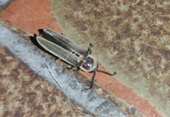 Photinus signaticollis