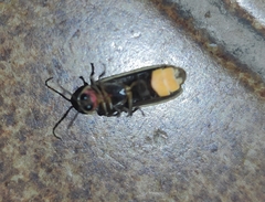Photinus signaticollis