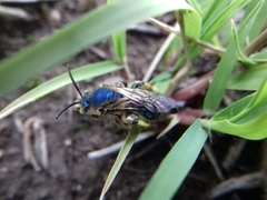 Paragapostemon coelestinus
