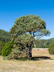 Pinus cooperi