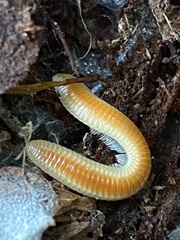 Polyzoniidae