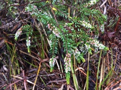 Thryptomene micrantha
