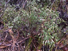 Thryptomene micrantha