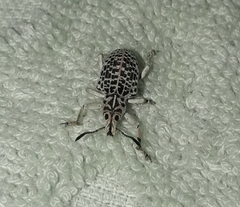 Cydianerus latruncularius