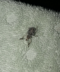 Cydianerus latruncularius