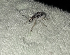 Cydianerus latruncularius