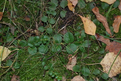 Lysimachia nummularia