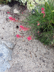 Castilleja linariifolia