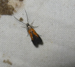 Chrysoclista linneella