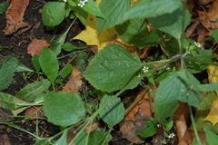 Galinsoga quadriradiata