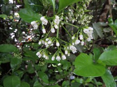 Eumachia frutescens
