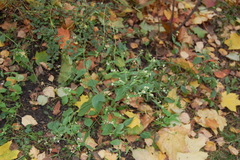 Galinsoga quadriradiata