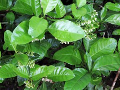 Eumachia frutescens