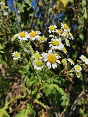 Montanoa bipinnatifida