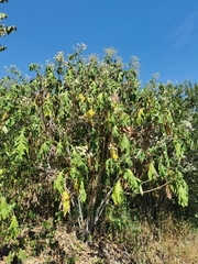 Montanoa bipinnatifida
