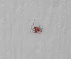 Dimidamus dimidiatus