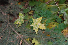 Acer platanoides