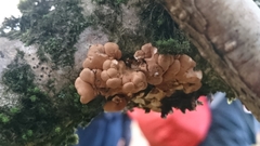 Hypocreopsis rhododendri