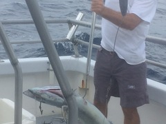 Acanthocybium solandri