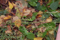 Erysimum cheiranthoides