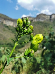 Ruellia bourgaei
