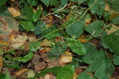 Erysimum cheiranthoides