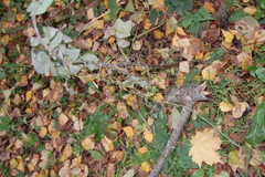 Erysimum cheiranthoides