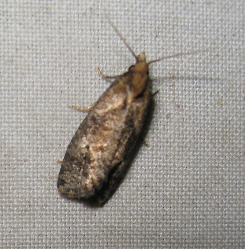 Phtheochroa baracana