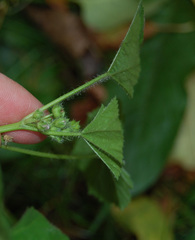Malva pusilla