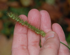 Setaria pumila
